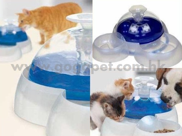 Cat_it_02_wm