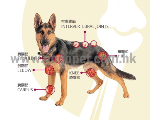 Solano Goflex Mobility Collar 高飛防水關節頸圈 (小型犬) Solano Goflex Mobility Collar 高飛防水關節頸圈 (小型犬)